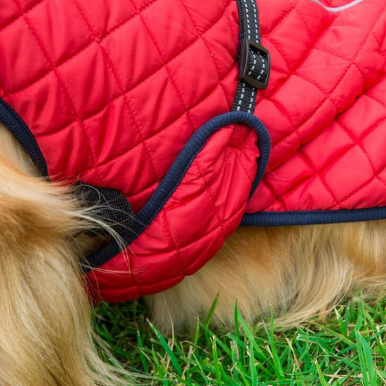 Outdoor Dog Jacket - Animal Ally Co